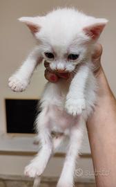 Gattina bianca