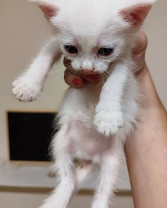 Gattina bianca