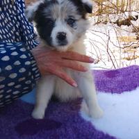 Border collie femmina Blue merle