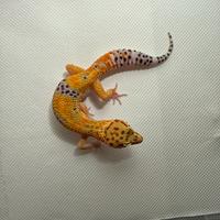 Geco leopardino