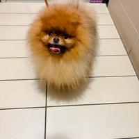 ACCOPPIAMENTO Volpino pomerania muso schiacciato
