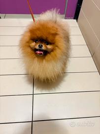 ACCOPPIAMENTO Volpino pomerania muso schiacciato