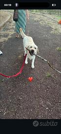 Cagnolina per accoppiamento