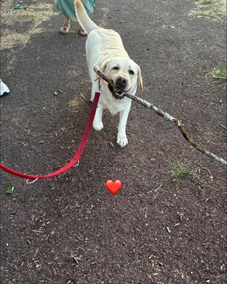 Cagnolina per accoppiamento