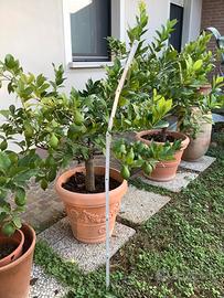 Limoni pianta