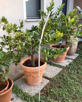 Limoni pianta