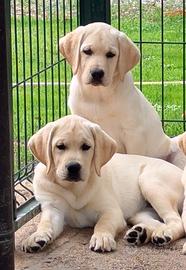 Labrador cuccioli da allevamento