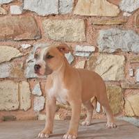 Cuccioli di American Pitbull Terrier ukc