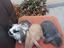 Immagine 2