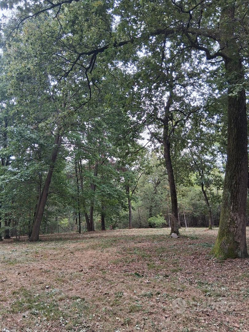 Terreno boschivo 6.500 mq recintato - Altro