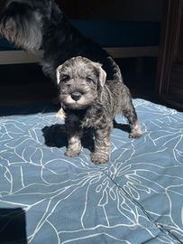 Schnauzer nano pepe e sale