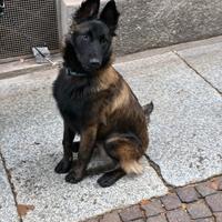 Cane pastore belga