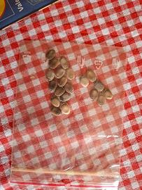 20 semi di Luffa