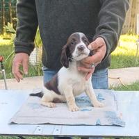 Cuccioli Springer Spaniel