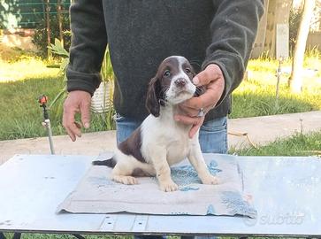 Cuccioli Springer Spaniel