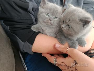 British shorthair blue