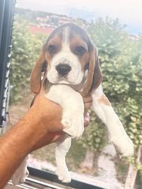 6 Beagle puri con pedigree nati il 25/06/2026