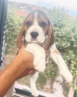6 Beagle puri con pedigree nati il 25/06/2026