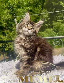 Maine coon