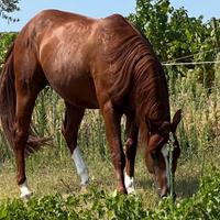 Quarter horse Reining