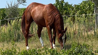 Quarter horse Reining