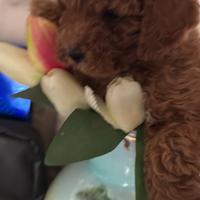 Barboncino Tacup e toy