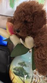 Barboncino Tacup e toy