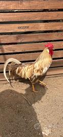 Gallo livornese beige