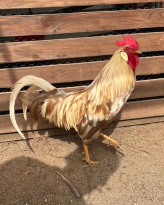 Gallo livornese beige