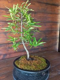 Bonsai di Piracanta. Visita il profilo.