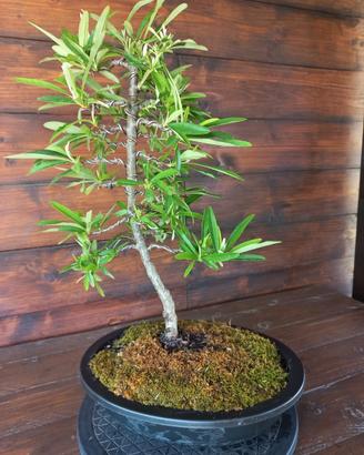 Bonsai di Piracanta. Visita il profilo.