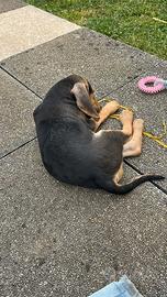 Cuccioli segugio