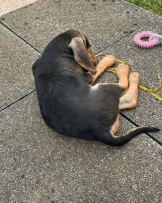 Cuccioli segugio