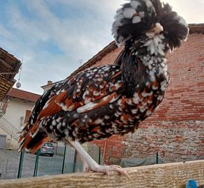 Galline