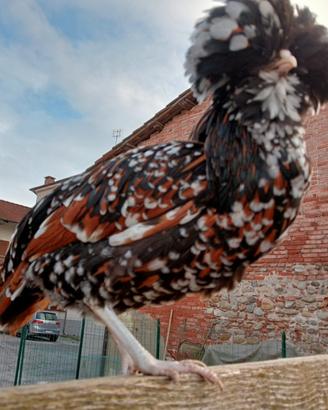 Galline