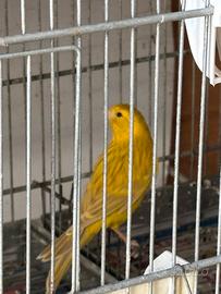 Canarino isabella giallo intenso