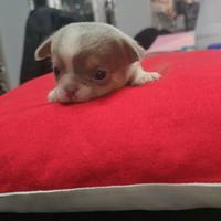 Chihuahua maschio con pedigree