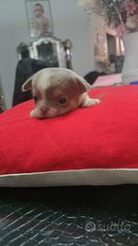 Chihuahua maschio con pedigree