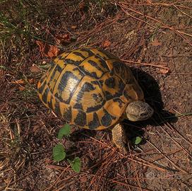 Testudo hermanni hermanni
