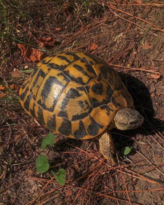 Testudo hermanni hermanni