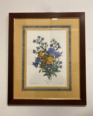 Stampa francese “Fiori Arcadia” con cornice