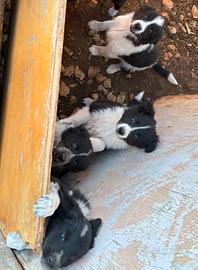 Cuccioli border collie