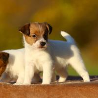 Cuccioli Jack Russell Terrier