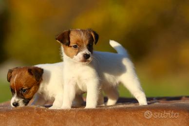 Cuccioli Jack Russell Terrier