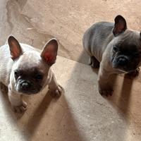Bulldog francese