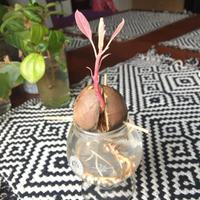 Avocado - Seme Germogliato