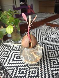 Avocado - Seme Germogliato