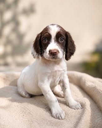 Cuccioli springer spaniel