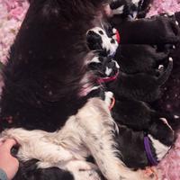 Cuccioli border Collie