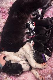 Cuccioli border Collie